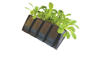 Compact Rapid Rootrainers - With seedlings