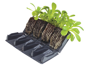 Compact Rapid Rootrainer - Open showing root systems