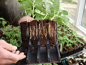 Rootrainers - Root system revealed