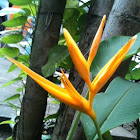heliconia