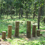 Save forest.jpg