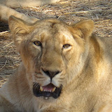 pride of Guj.jpg