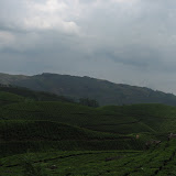 artifial patches.jpg