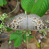 Grey pancy.jpg