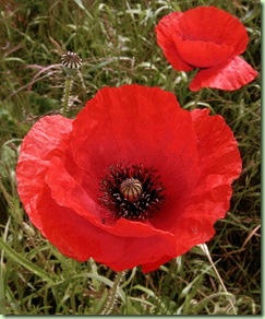 A red poppy flower