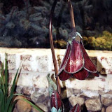 images-Landscape Lighting and Illumination-illum_b7.jpg