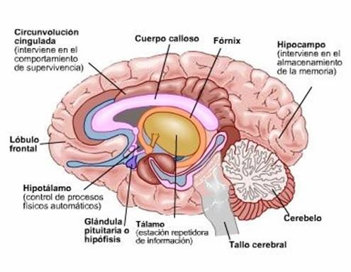 [cerebro[3].jpg]