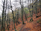 Bosque de Brañagallones