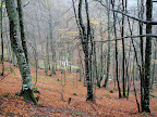 Bosque de Brañagallones