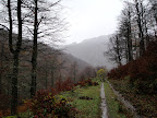 Bosque de Brañagallones