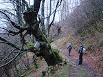 Árbore exemplar no val da Trapa
