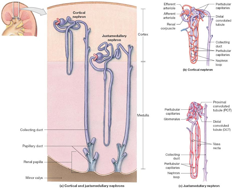 kidney_nephron_vasculature.jpg