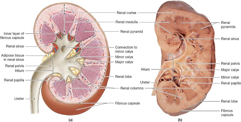 kidney_anatomy.jpg