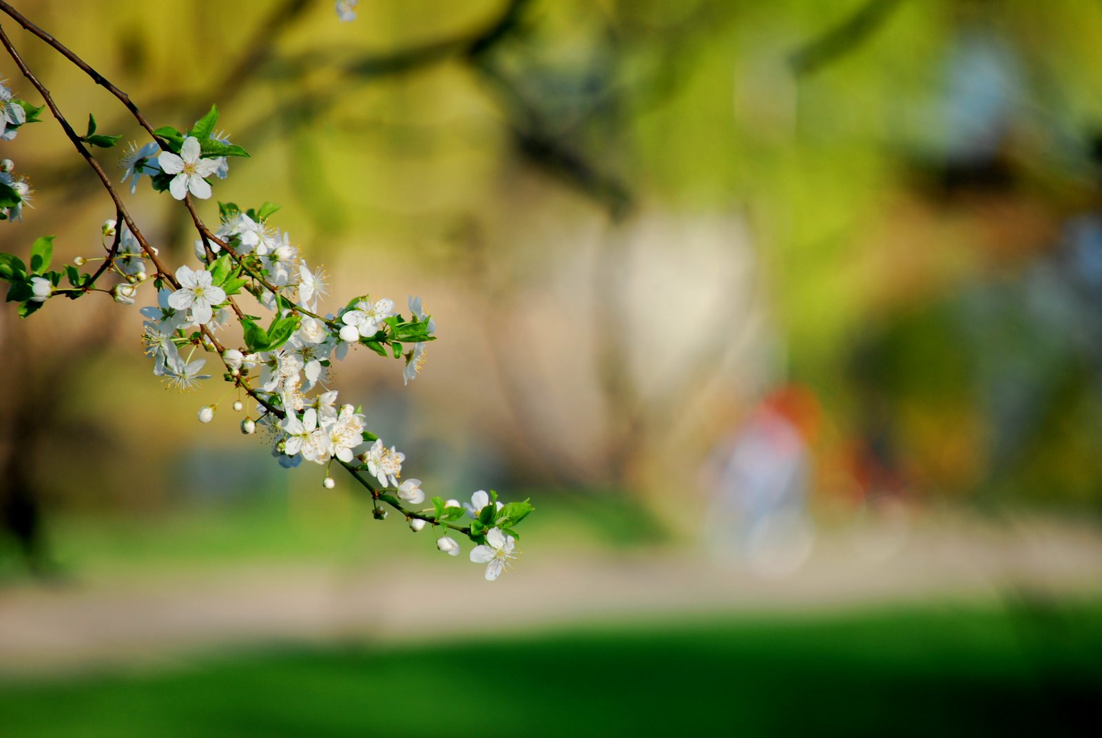 [DSC_7831.JPG]
