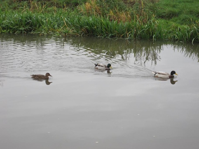 [IMG_0054a3.jpg]