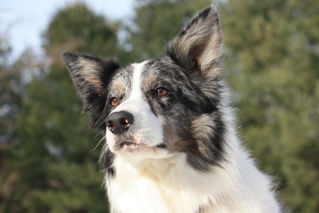 [Dogs 010111-87[3].jpg]