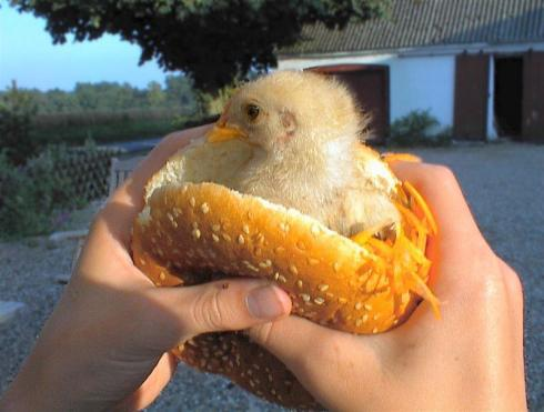 [chicken burger[1].png]