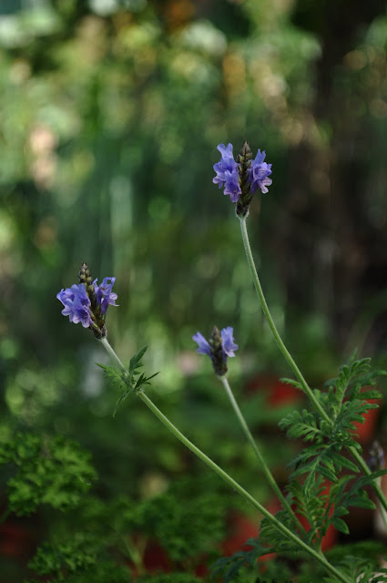 DSC_0385.JPG