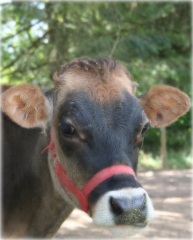 [Blog Farm Scarlette IMG_2437[4].jpg]
