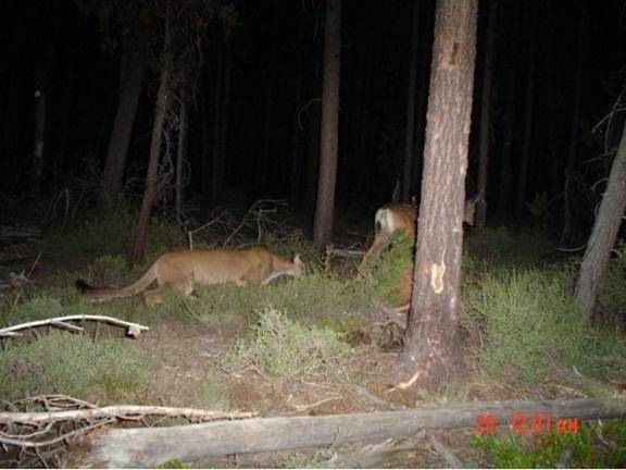 [cougar_stalking_deer[4].jpg]