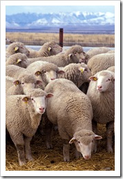 Flock_of_sheep