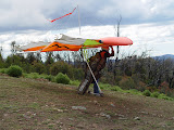 Pig 049.jpg