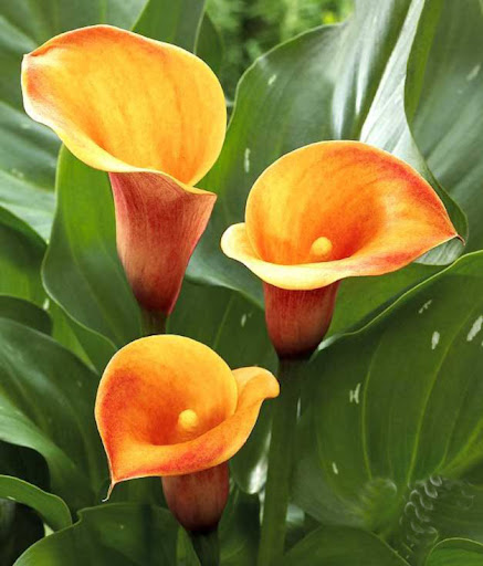 Flores+calas