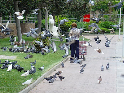 Dando de comer a las palomas