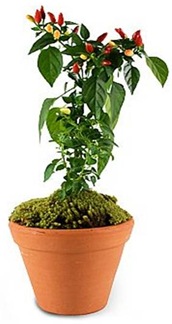 Casa de Valentina - Flora Flores - pimenta contra mau olhado Casa de Valentina - Flora Flores - pimenta contra mau olhado