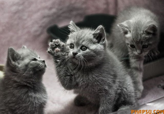 animals_217_08.jpg
