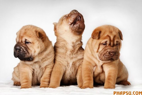 animals_217_14.jpg