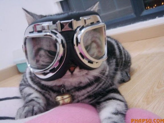 animals_217_25.jpg