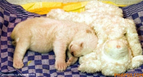 animals_217_36.jpg