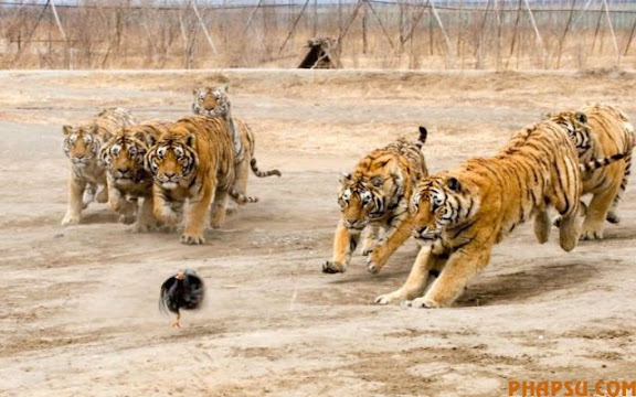 tigers_vs_bird_02.jpg