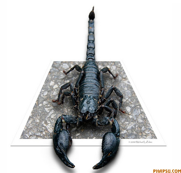 scorpion.jpg