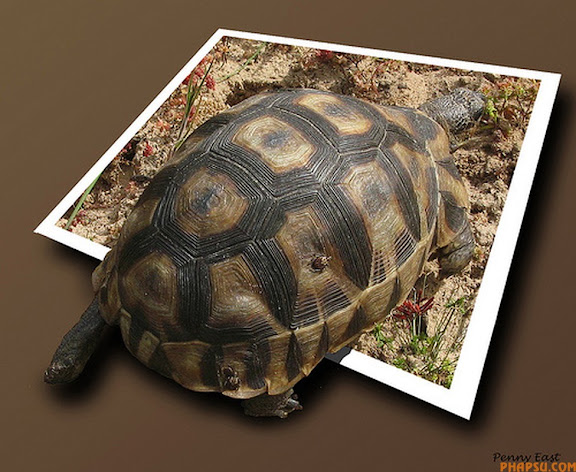 turtle.jpg