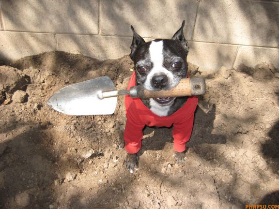 WHEN YOU HAVE A VERY RESPONSIBLE JOB, THAT OF A GUIDE DOG, YOU MUST LEARN TO RISE ABOVE THE TEMPTATION THAT IS THE FELINE SPECIES. THUS YOKO, WHO IS BEING TRAINED TO BE A GUIDE DOG, REMAINS OBLIVIOUS TO THE ACTIONS OF LEO THE CAT. LEO IS 'EMPLOYED' BY THE GUIDE DOGS FOR THE BLIND TRAINING CENTRE IN ESSEX TO STAND AROUND AS DOGS LIKE YOKO GO THROUGH THEIR SCHOOLING, TO TRAIN THE DOGS NOT TO BE DISTRACTED AND GO CHASING THE CATS!