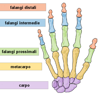 struttura_della_mano_ita.png