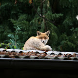 Fuchs