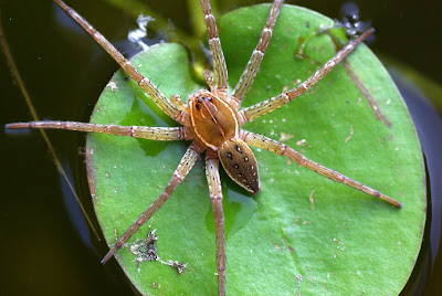 Spiders (Araneae) - Nature Sightings