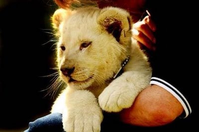 [Cute+White+Lion+Cub[4].jpg]