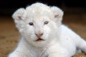 [Pretty_White_Lion_Cub[15].jpg]