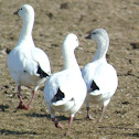 Ross's Goose