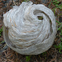 Paper Wasp