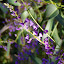 Hardenbergia Seeds