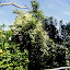 Poppyde's Backyard garden