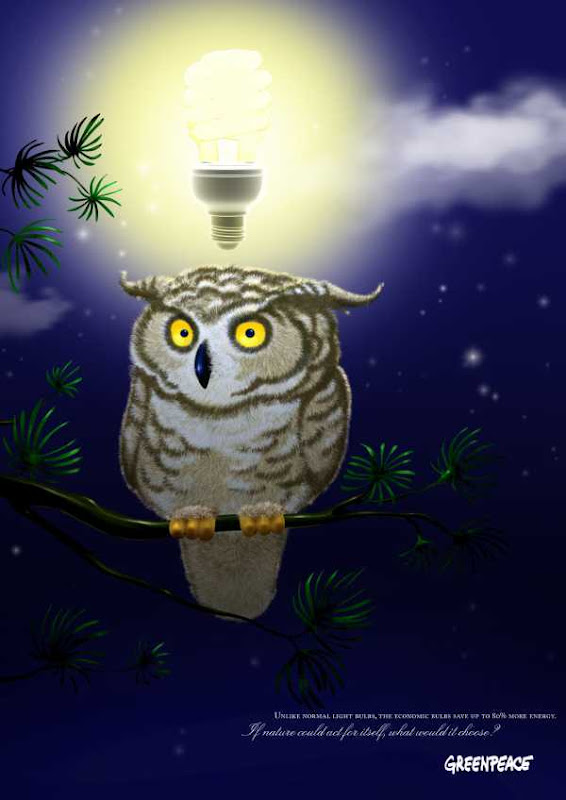 Owl Ridiculous owl
