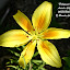 Lilium, Asiatic 'Pollyanna'