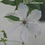 Flowering