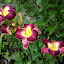 Flowers!